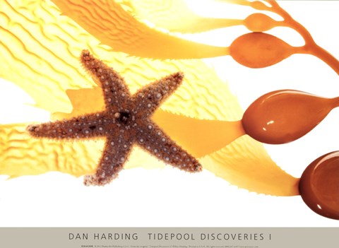 Framed Tidepool Discoveries I Print