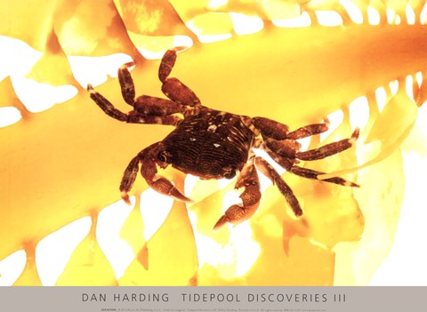 Framed Tidepool Discoveries III Print