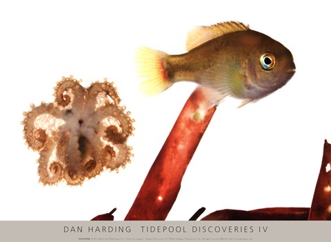 Framed Tidepool Discoveries IV Print