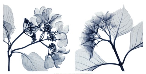 Framed Hydrangeas [Positive] Print