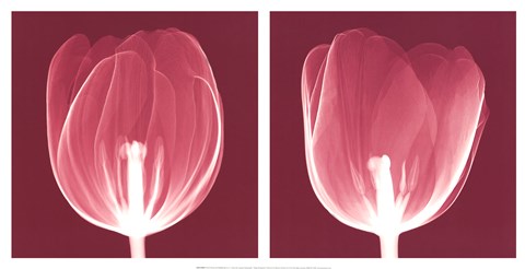 Framed Tulips [Negative] Print