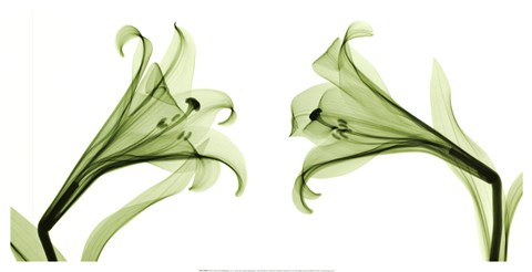 Framed Lilies [Positive] Print