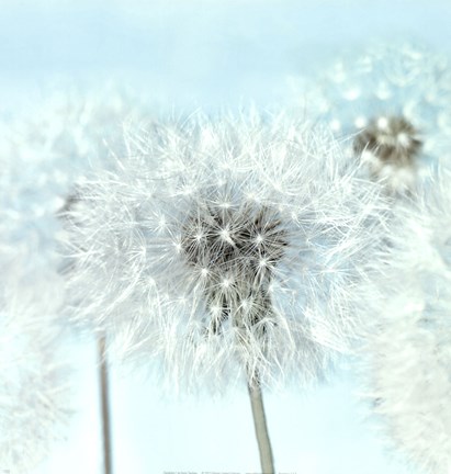 Framed Dandelion I Print