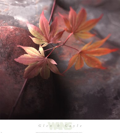 Framed Red Maple Print