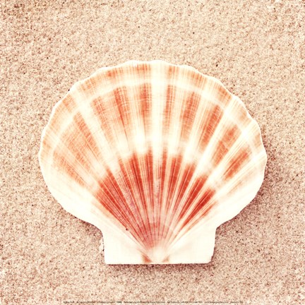 Framed Scallop Shell Print