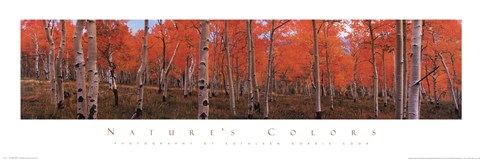 Framed Nature's Colors-Autumn Trees Print