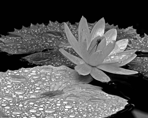 Framed Droplets on Water Lily Print
