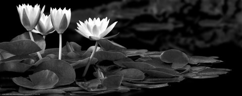 Framed Hughes Water Garden Print