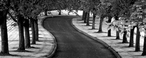 Framed Maple Tree Lined Drive Print