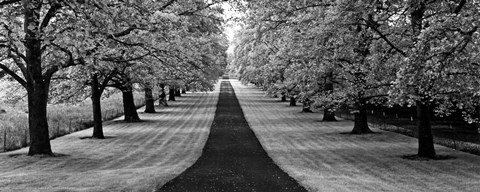 Framed Maple Lined Road Print