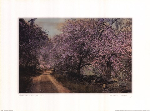 Framed Blossom Bordered Print