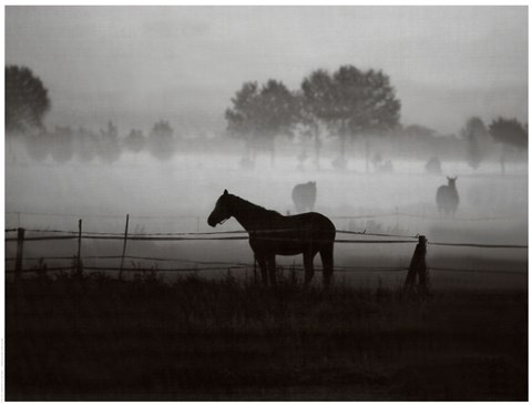 Framed Grazing in the Mist Print