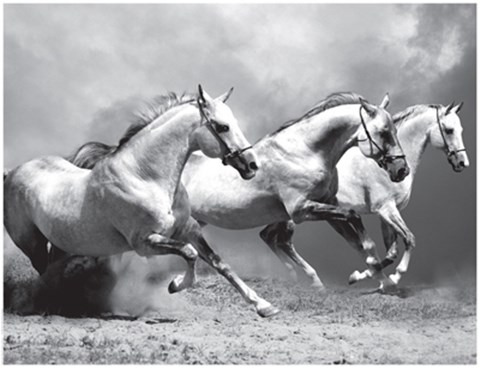 Framed White Stallions II Print