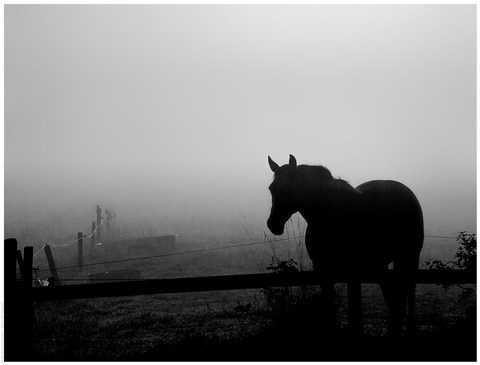 Framed Grazing in the Mist II Print