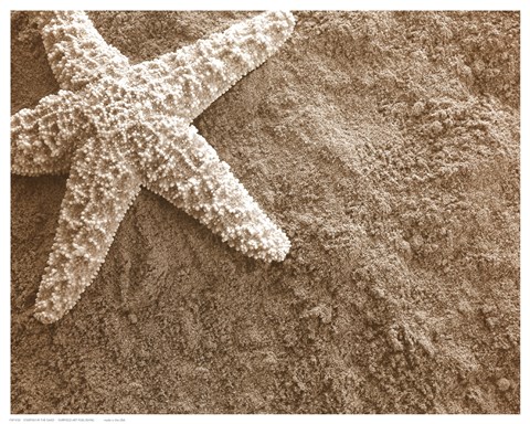 Framed Starfish in the Sand Print