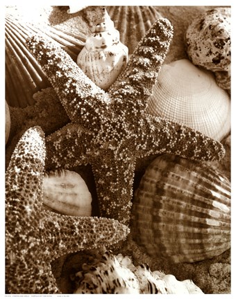 Framed Starfish and Shells Print