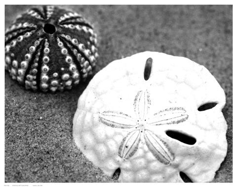 Framed Sand Dollar and Sea Urchin Print