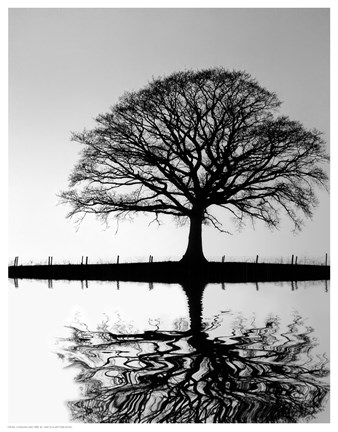 Framed Standing Oak Tree Print