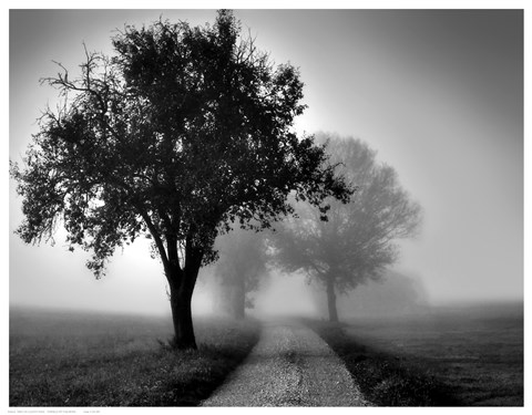 Framed Trees on County Road Print