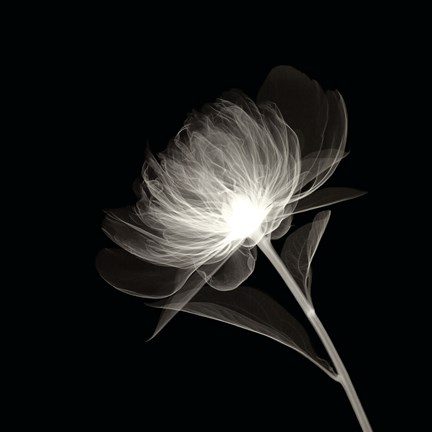 Framed Full Bloom Print