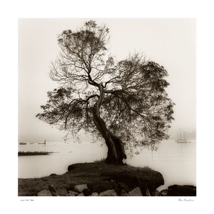 Framed Coast Oak Tree Print