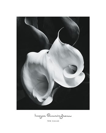 Framed Two Callas Print