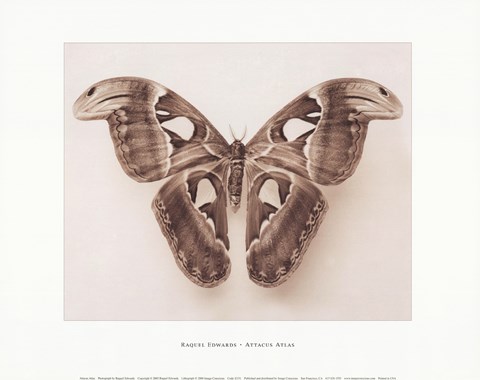Framed Attacus Atlas Print