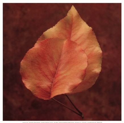 Framed Summerset Gold Print