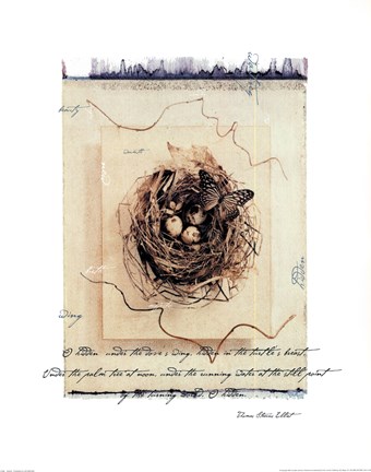 Framed Butterfly Print