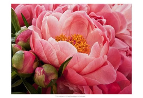 Framed Coral Peonies I Print