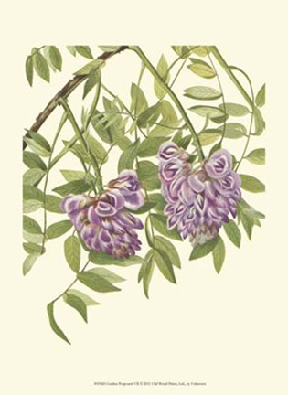 Framed Garden Potpourri VII Print