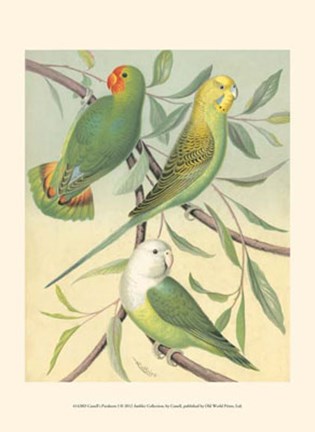 Framed Parakeets I Print