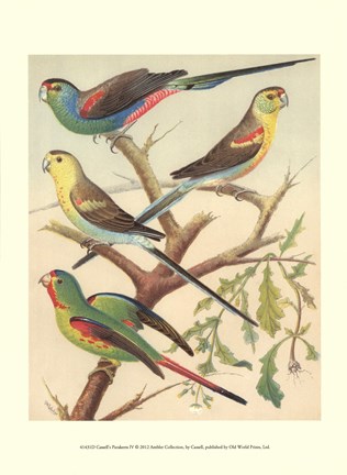 Framed Parakeets IV Print