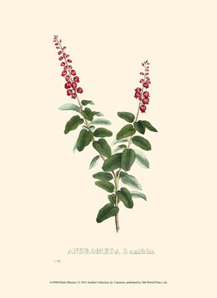 Framed Petite Blooms I Print