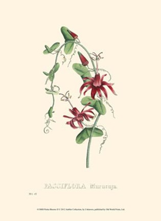 Framed Petite Blooms II Print