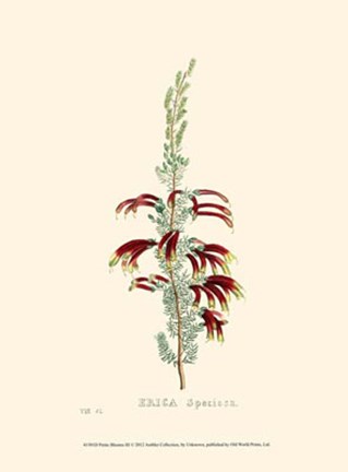 Framed Petite Blooms III Print