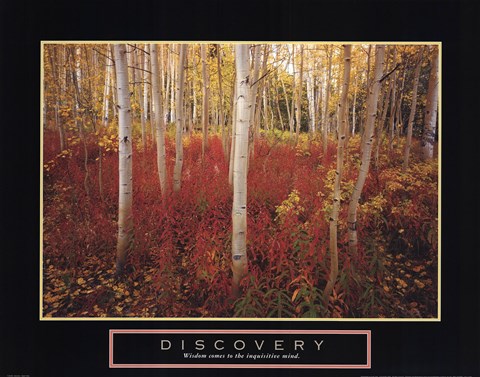 Framed Discovery - Aspen Trees Print