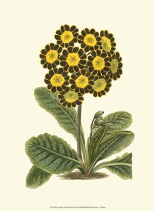 Framed Antique Primula IV Print