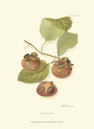 Framed Persimmon II Print