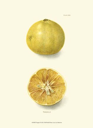 Framed Tangelo Print