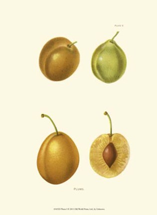 Framed Plums I Print