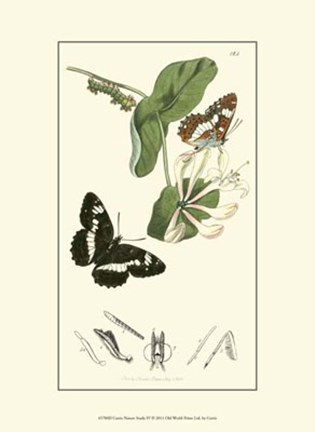 Framed Nature Study IV Print