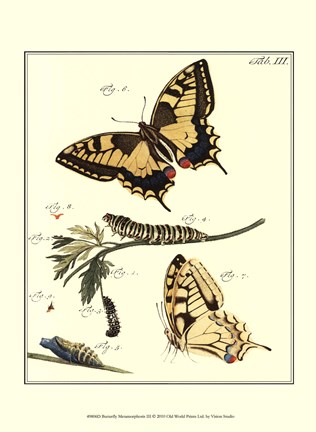 Framed Butterfly Metamorphosis III Print