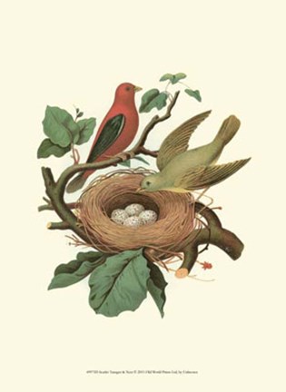 Framed Scarlet Tanager &amp; Nest Print