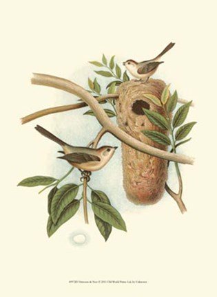 Framed Titmouse &amp; Nest Print