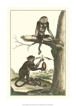 Framed Macaque and Douc Monkeys Print