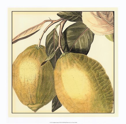Framed Graphic Lemon Print