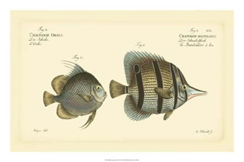 Framed Antique Fish III Print
