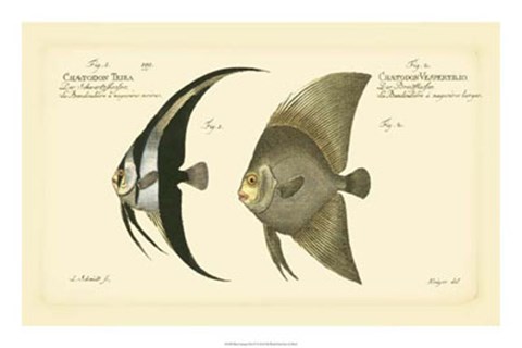 Framed Antique Fish IV Print