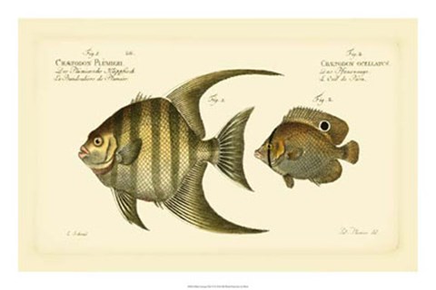 Framed Antique Fish VI Print